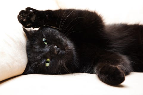 Cool Black Cat Names Male - 81021+ Nama Untuk Kucing Comel, Lucu dan Unik