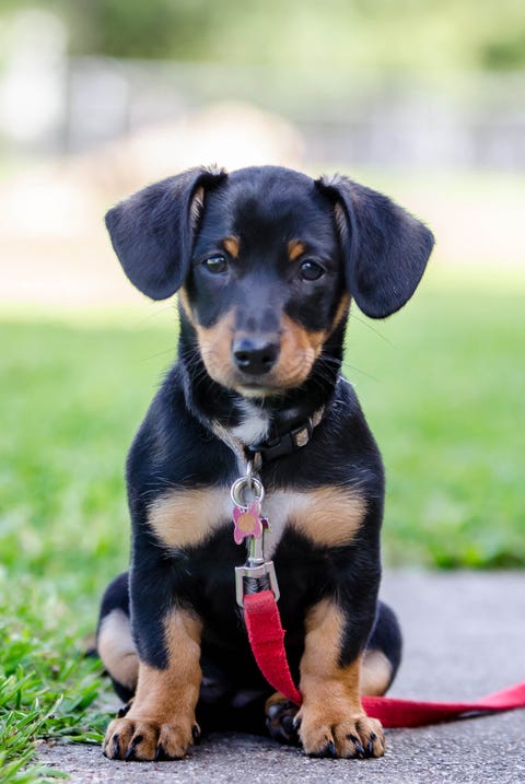 Black Chiweenie