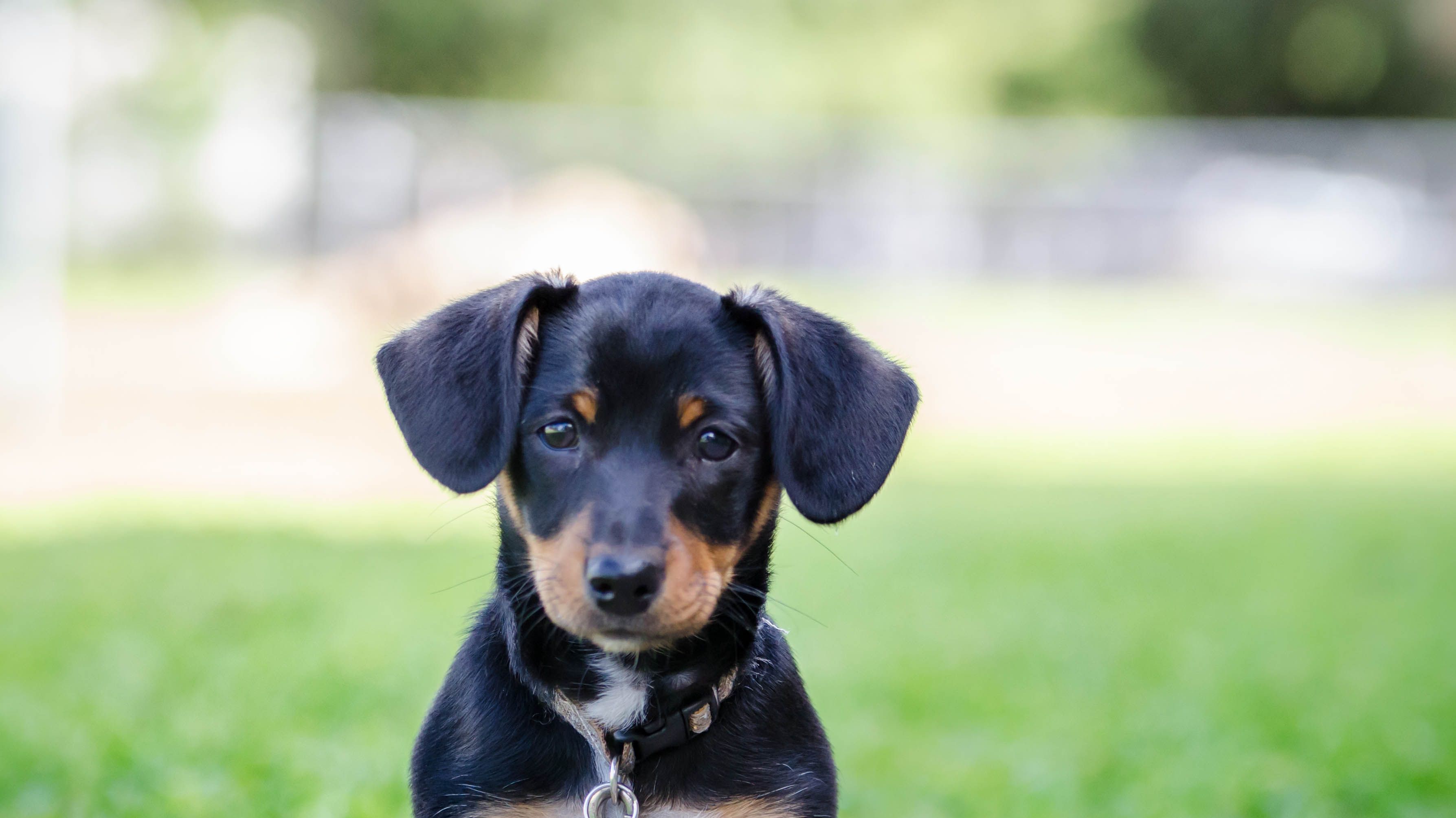 are mixed breed dogs better than purebred