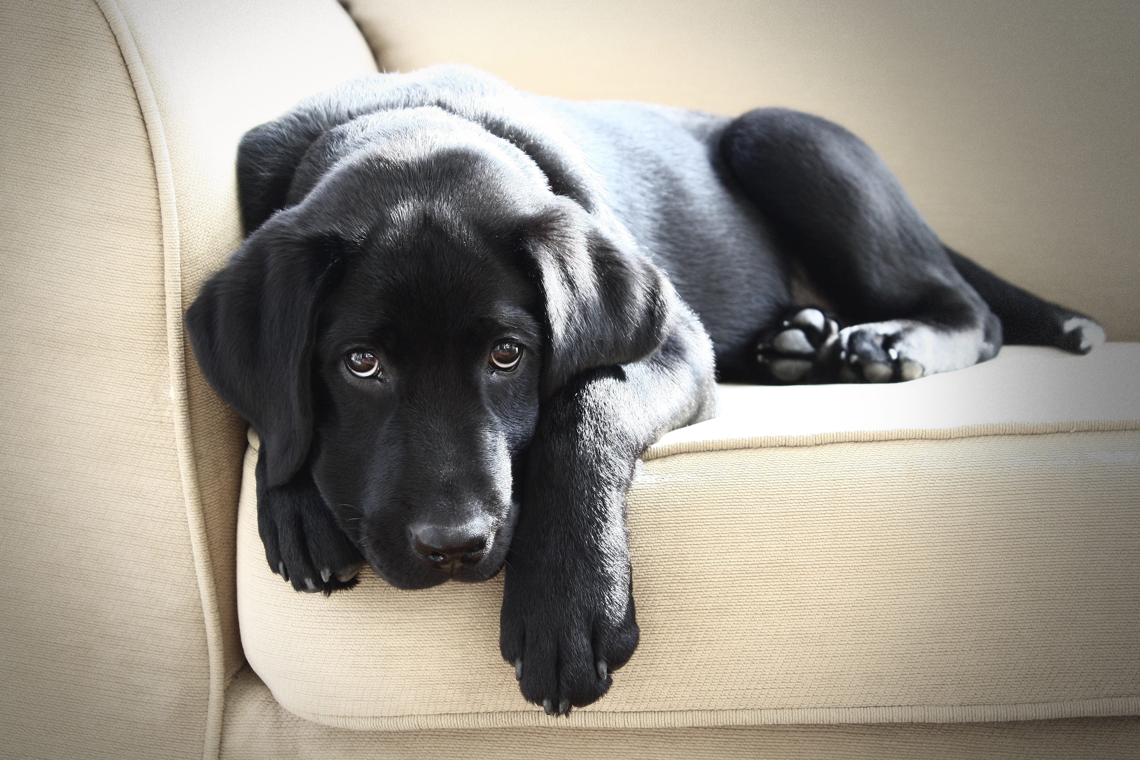 are black labs good dogs