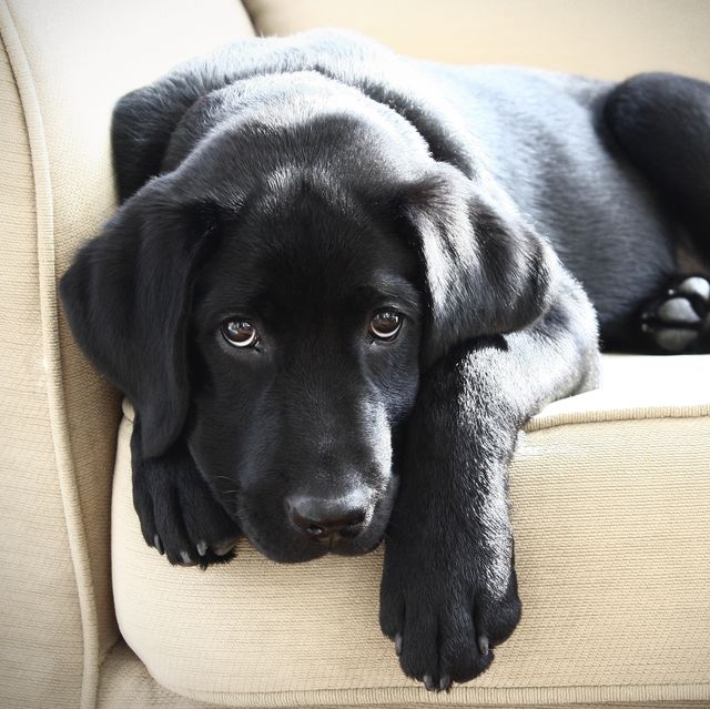 10 Black Dog Breeds: Doberman Pinchers, Black Labrador Retriever, and More
