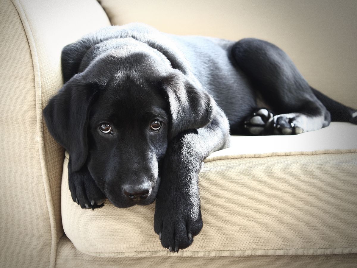 10 Black Dog Breeds: Doberman Pinchers, Black Labrador Retriever, and More