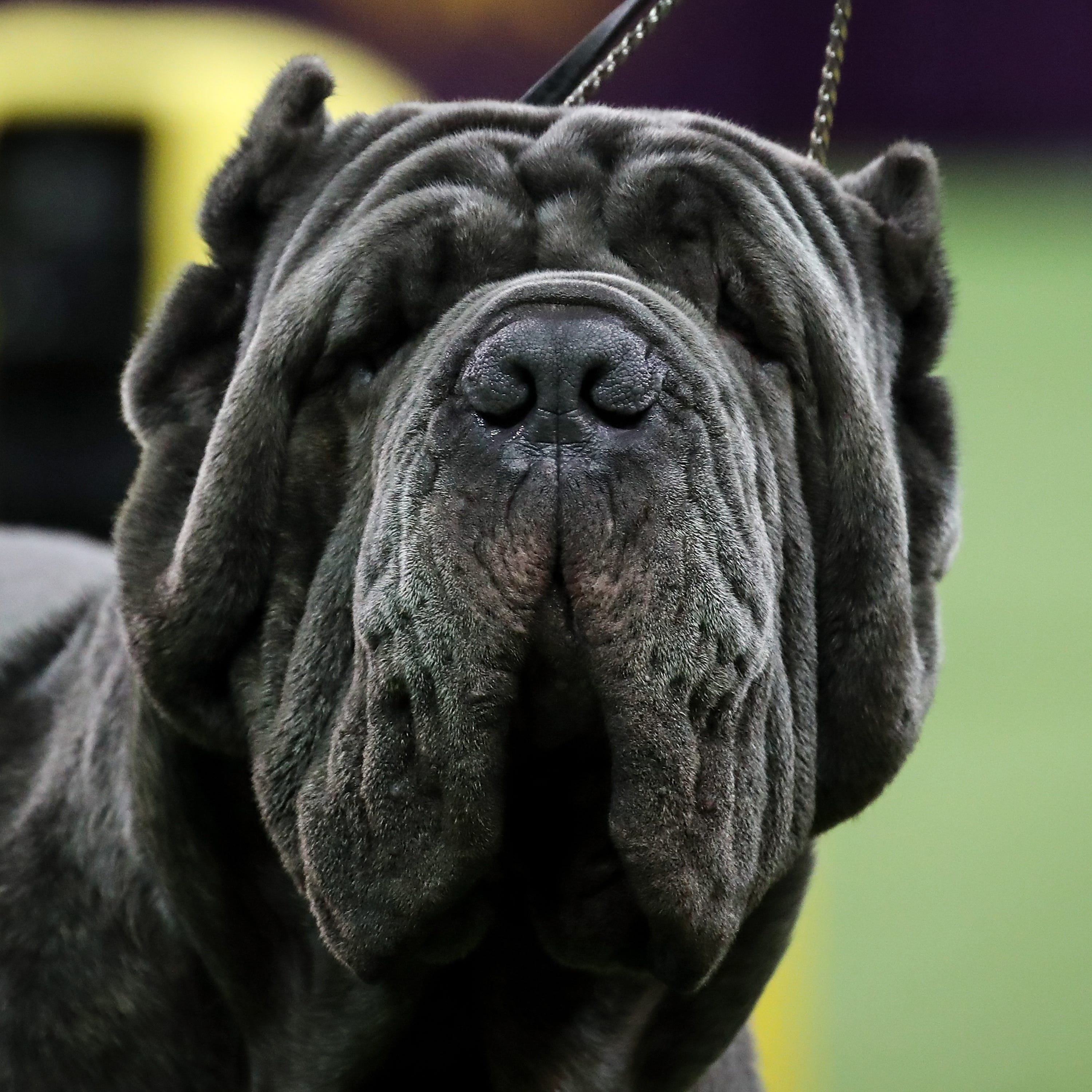 which terrier breed is generally all black in color