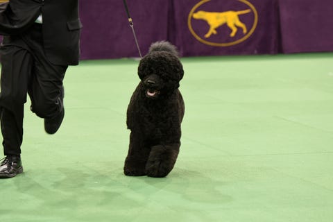 10 Black Dog Breeds: Doberman Pinchers, Black Labrador Retriever, and More