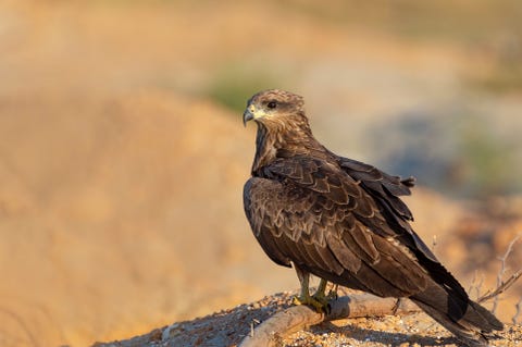 Portrait Black Kite Hawk Falcon Bird Stock Photo Edit Now