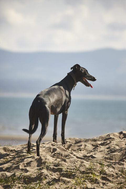 black male whippet three year old dog on the beach