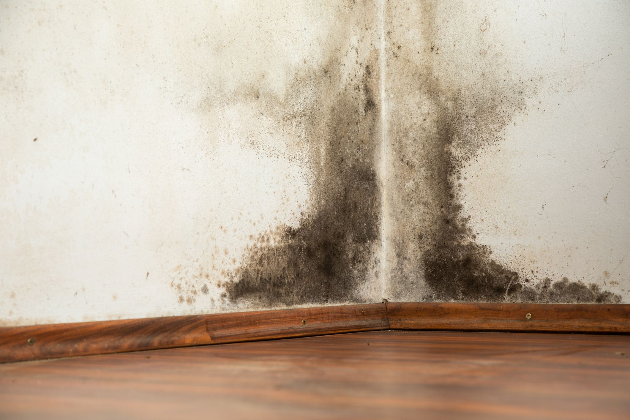 Black Mold Removal - Natural Ways to Get Rid of Black Mold