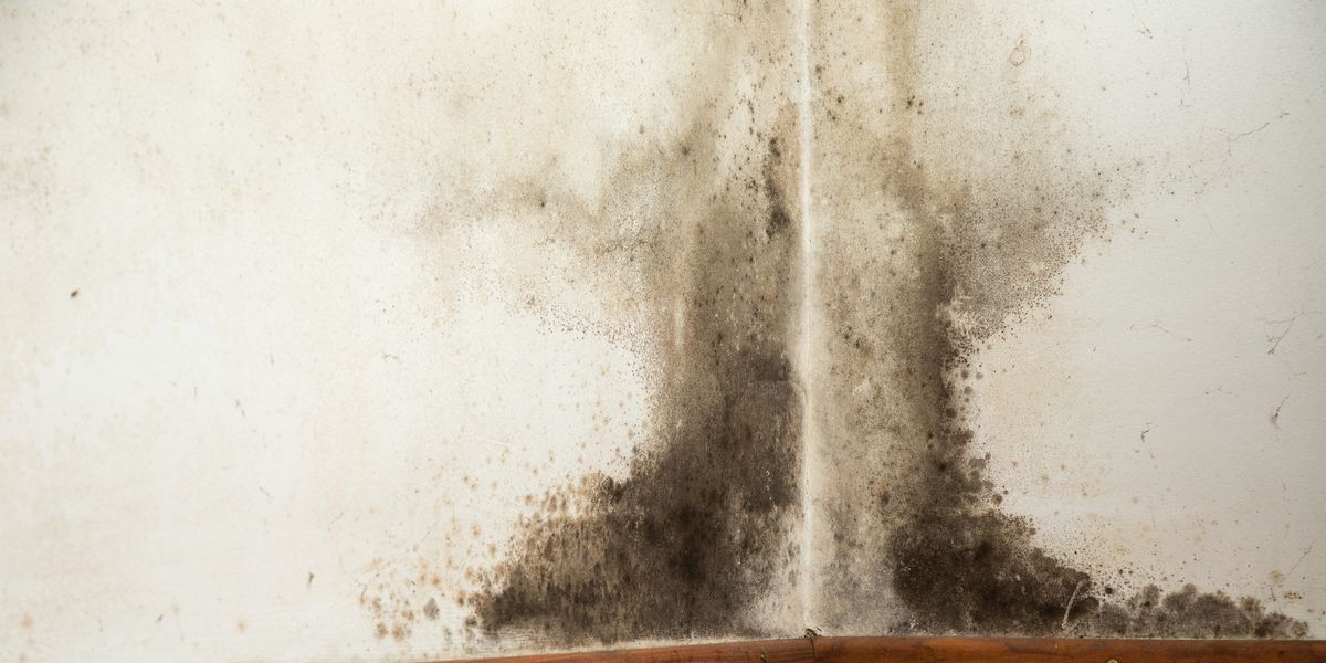 Black Mold Removal Natural Ways To Get Rid Of - How To Get Rid Of Black Mold On Concrete Walls