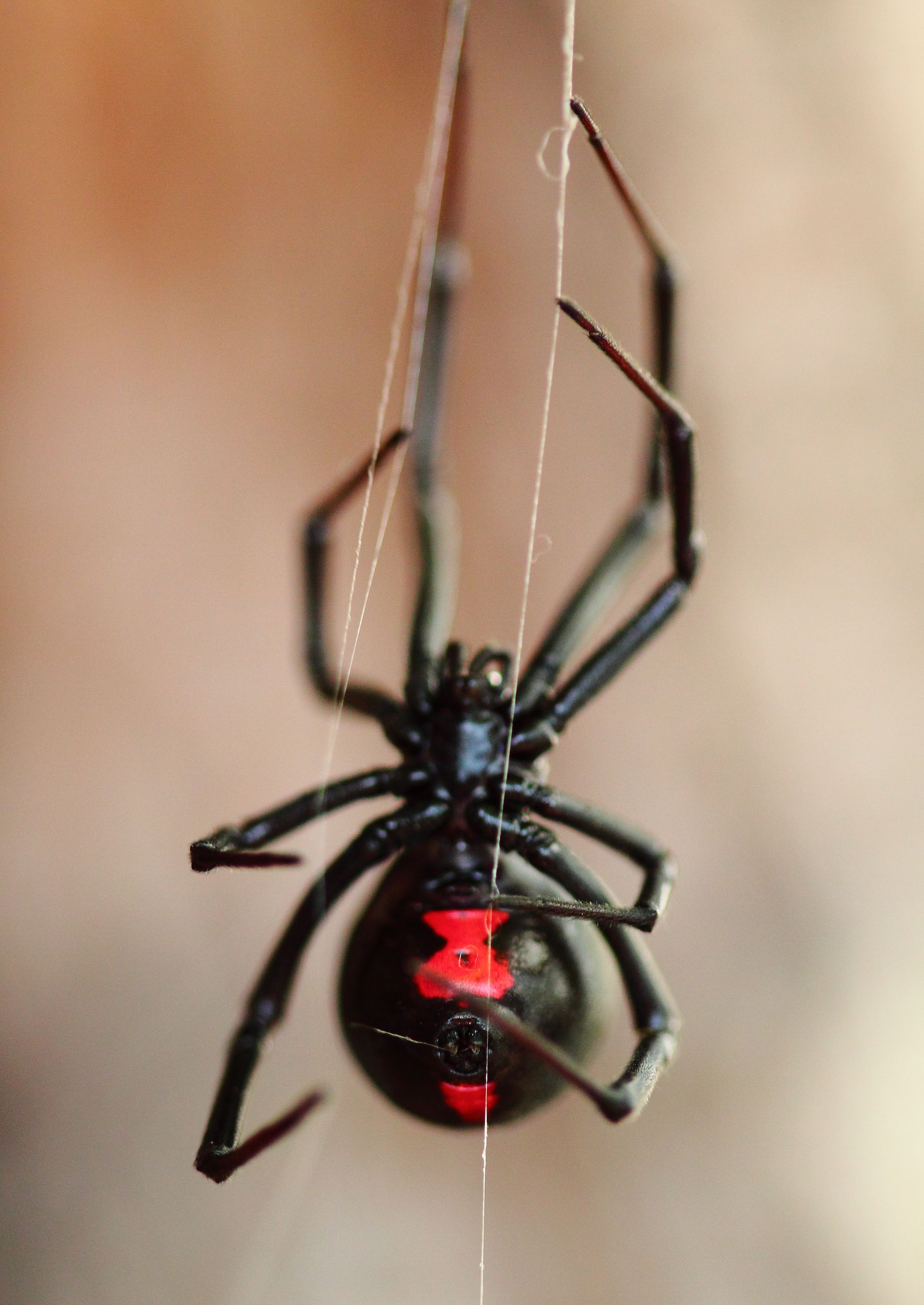 How To Get Rid Of Black Widows In Your Yard How To Care For A Pet