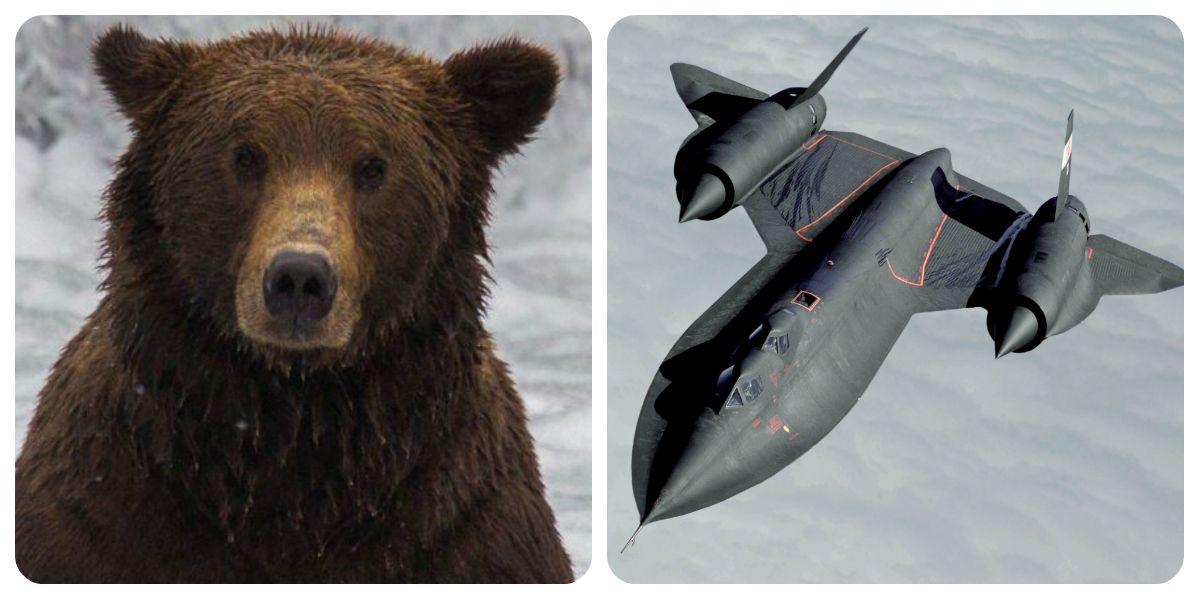 Fat Bear Week 2019 | Fattest Bears | Biggest Planes