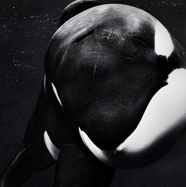 póster de blackfish en el que vemos a una orca