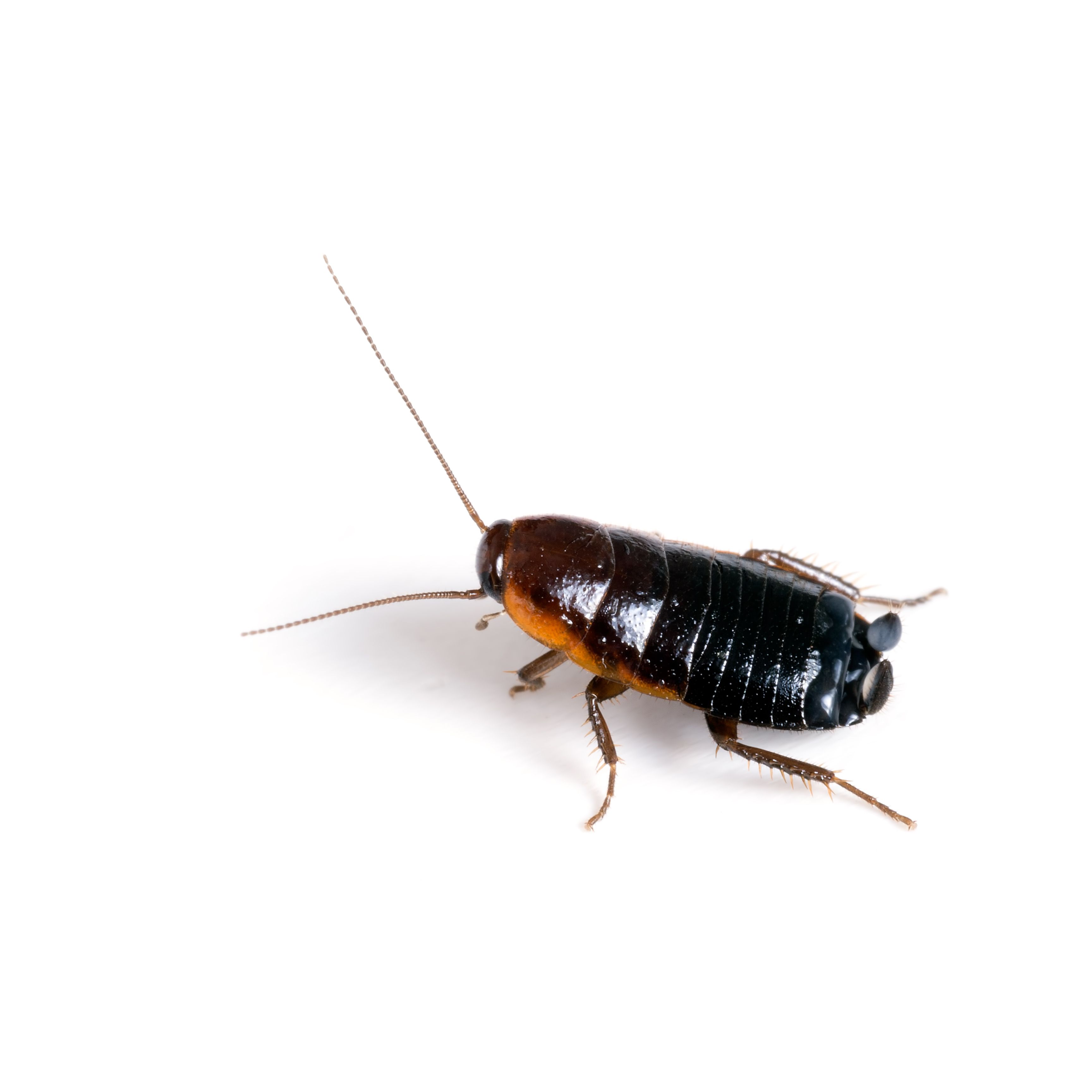 how can roaches get in your house