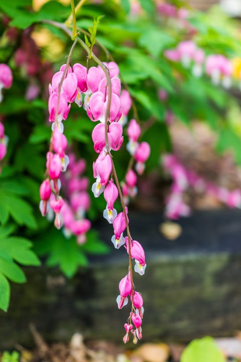 bleeding hearts