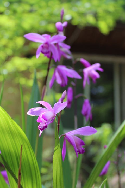 Bletilla