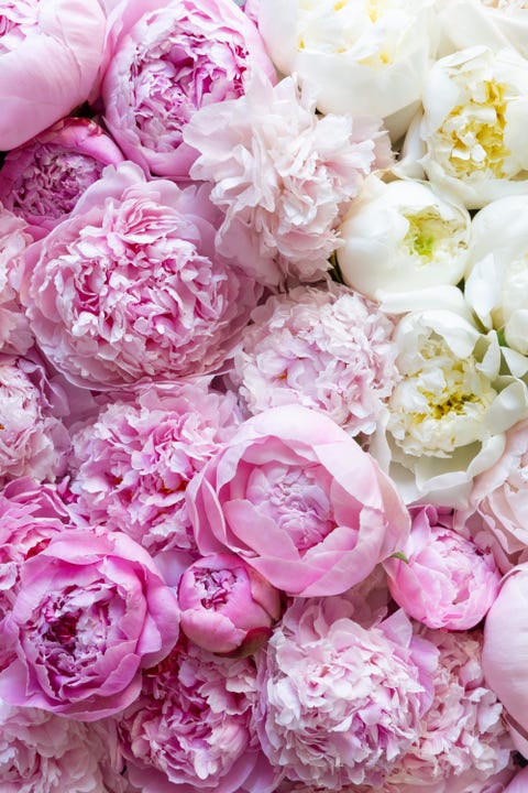 7 expert tips to styling and looking after your peonies