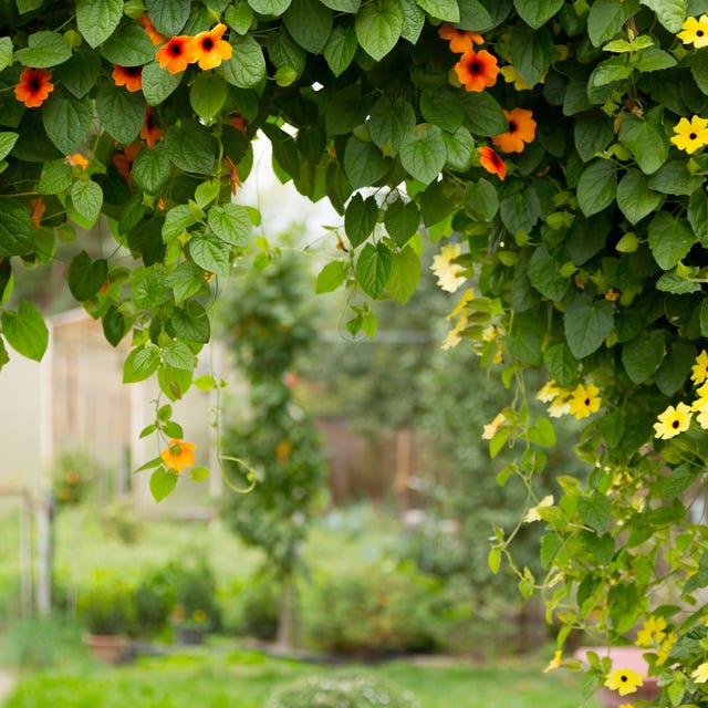 10 Best Flowering Vines And Vining Plants For Your Garden