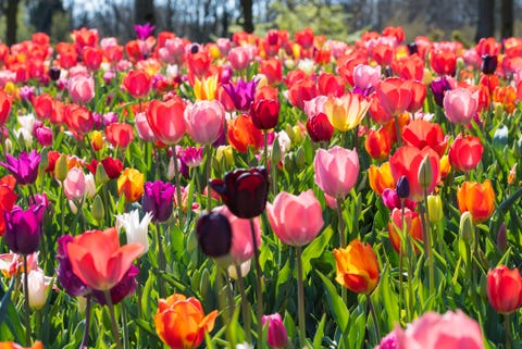 The tulips fields in the Netherlands to help lift your spirits