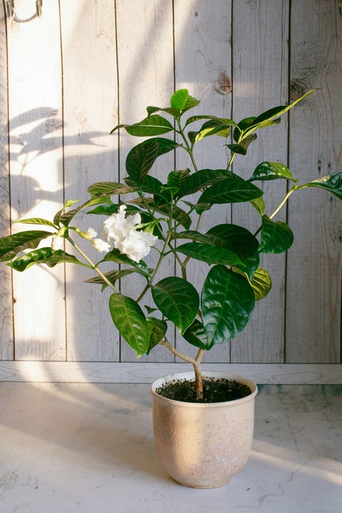 Blooming Gardenia Jasmine