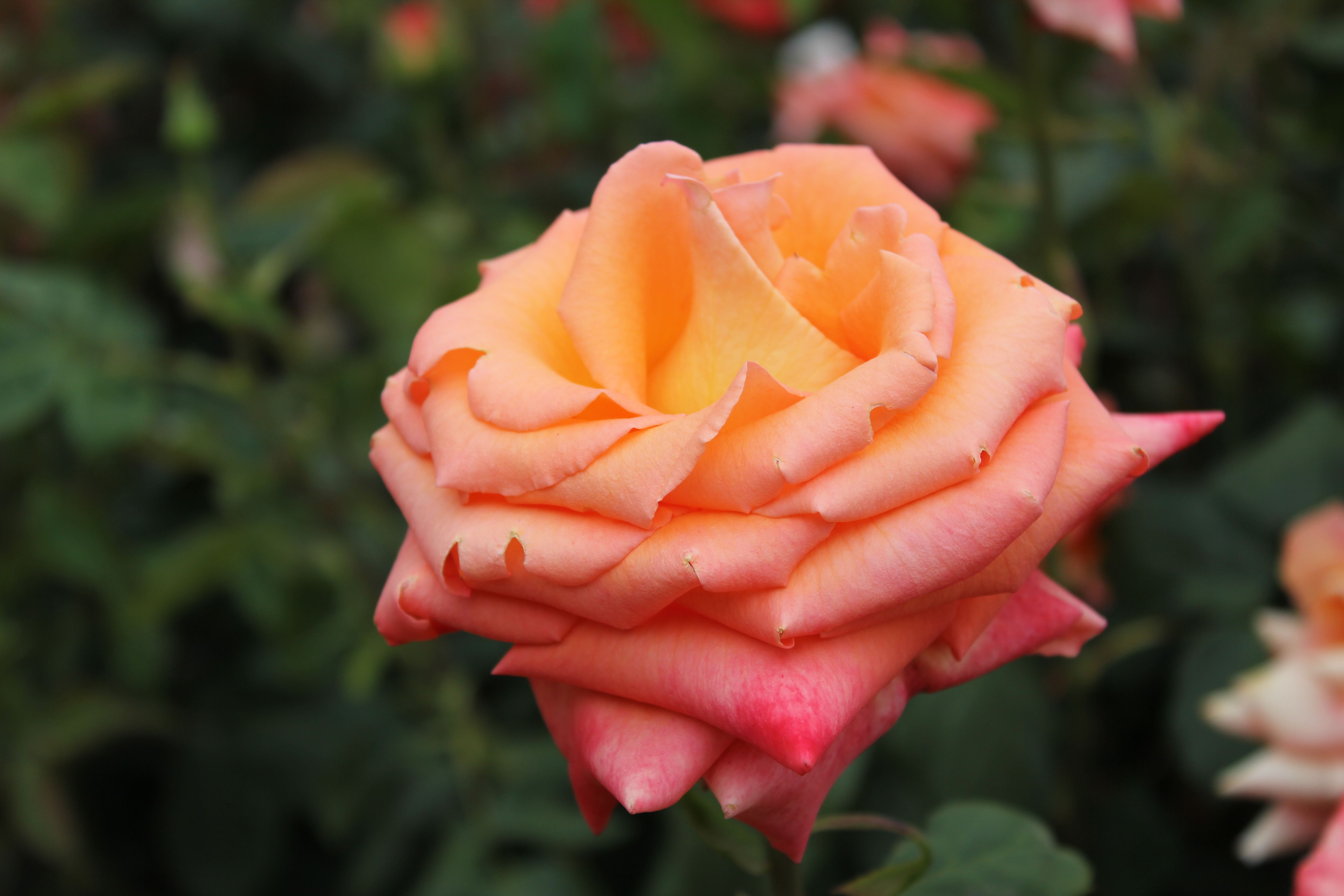 orange roses images