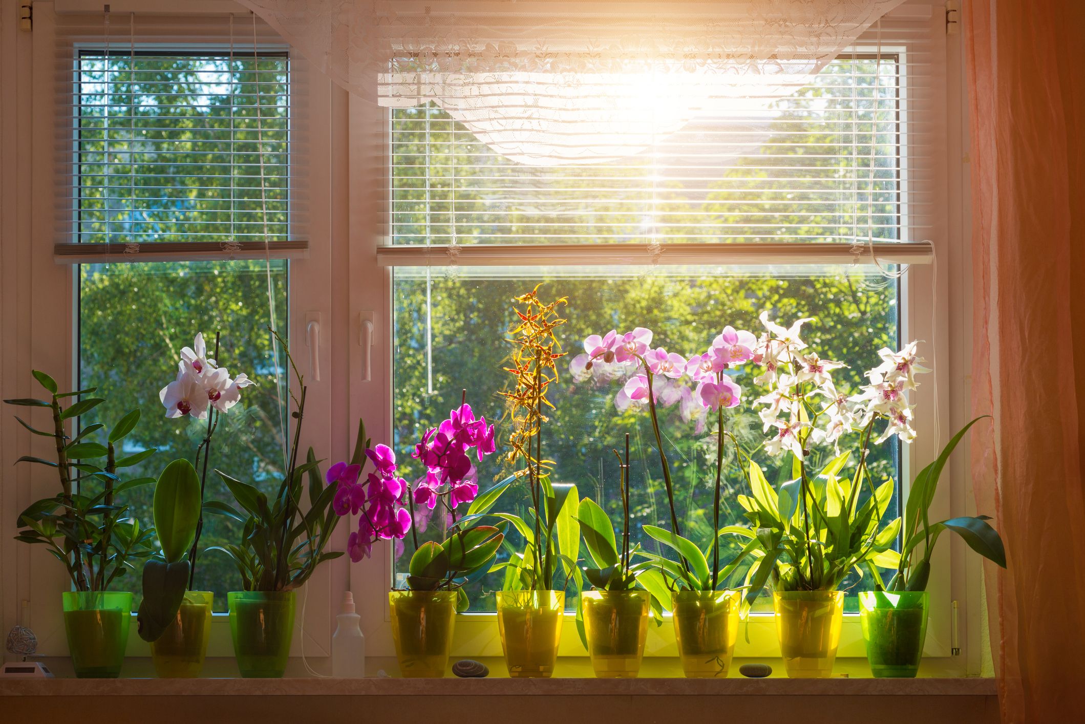 16 Indoor Blooming Plants That Are Easy To Maintain