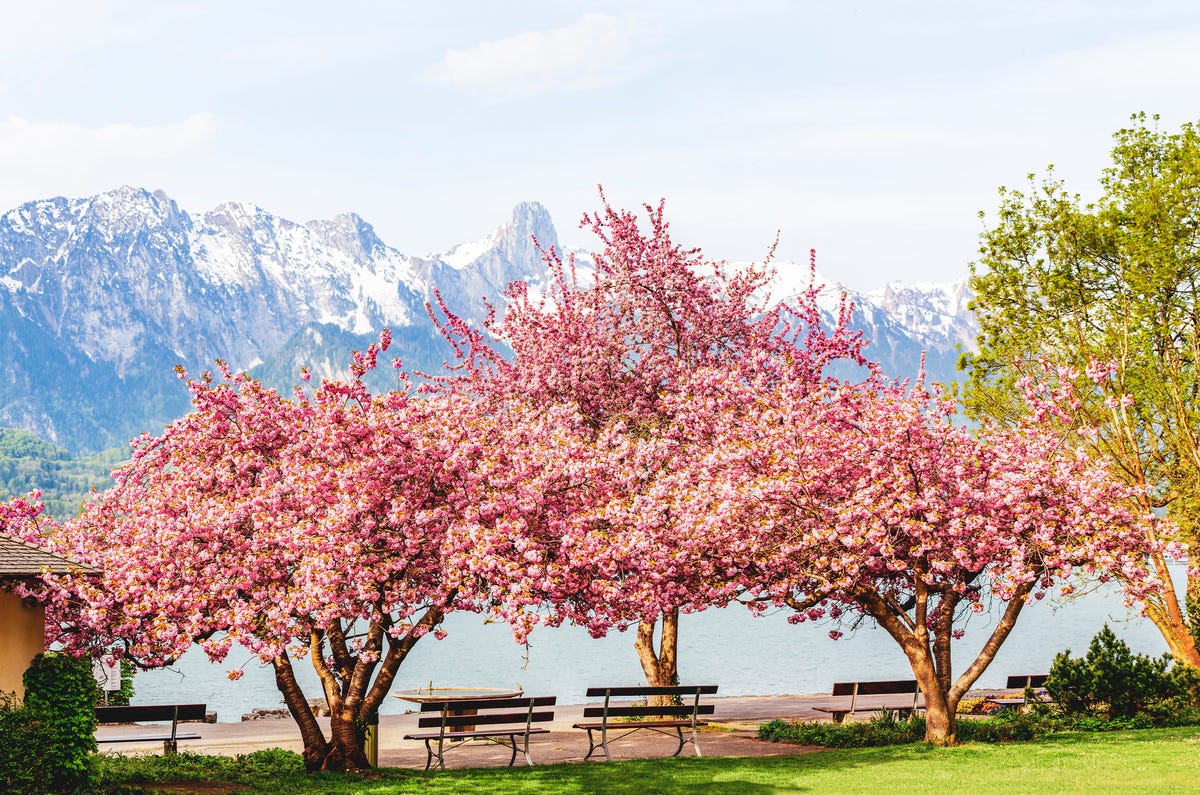 Home Depot Is Selling Ready To Plant Cherry Blossom Trees For Just 39