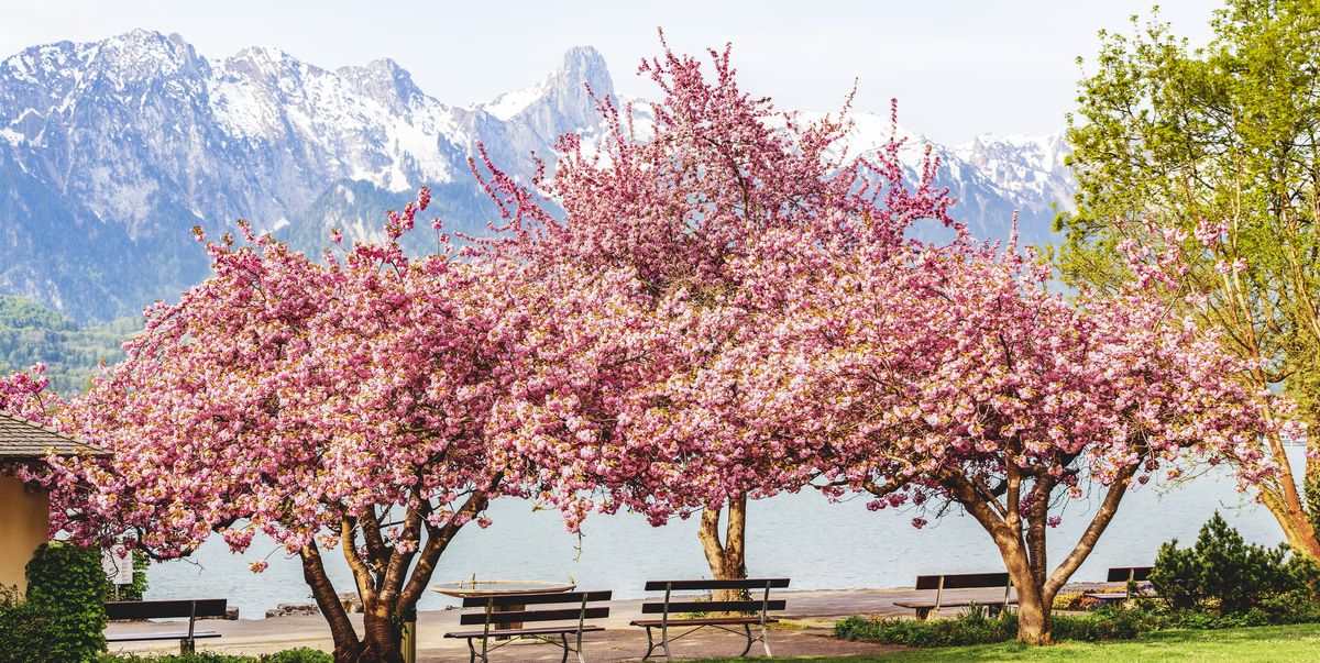 Cherry blossom plant care