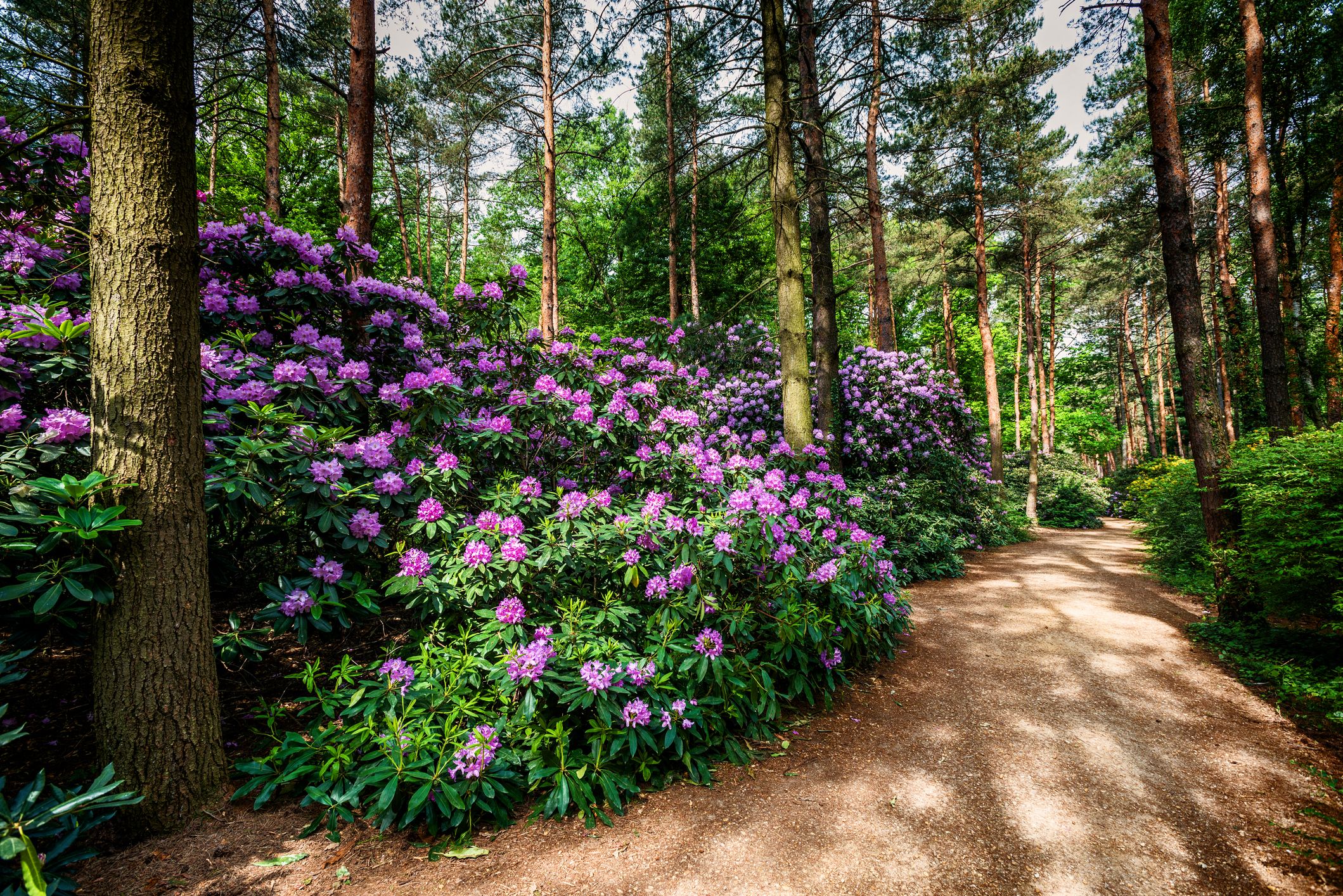 plants that grow in shade plants that grow in shade