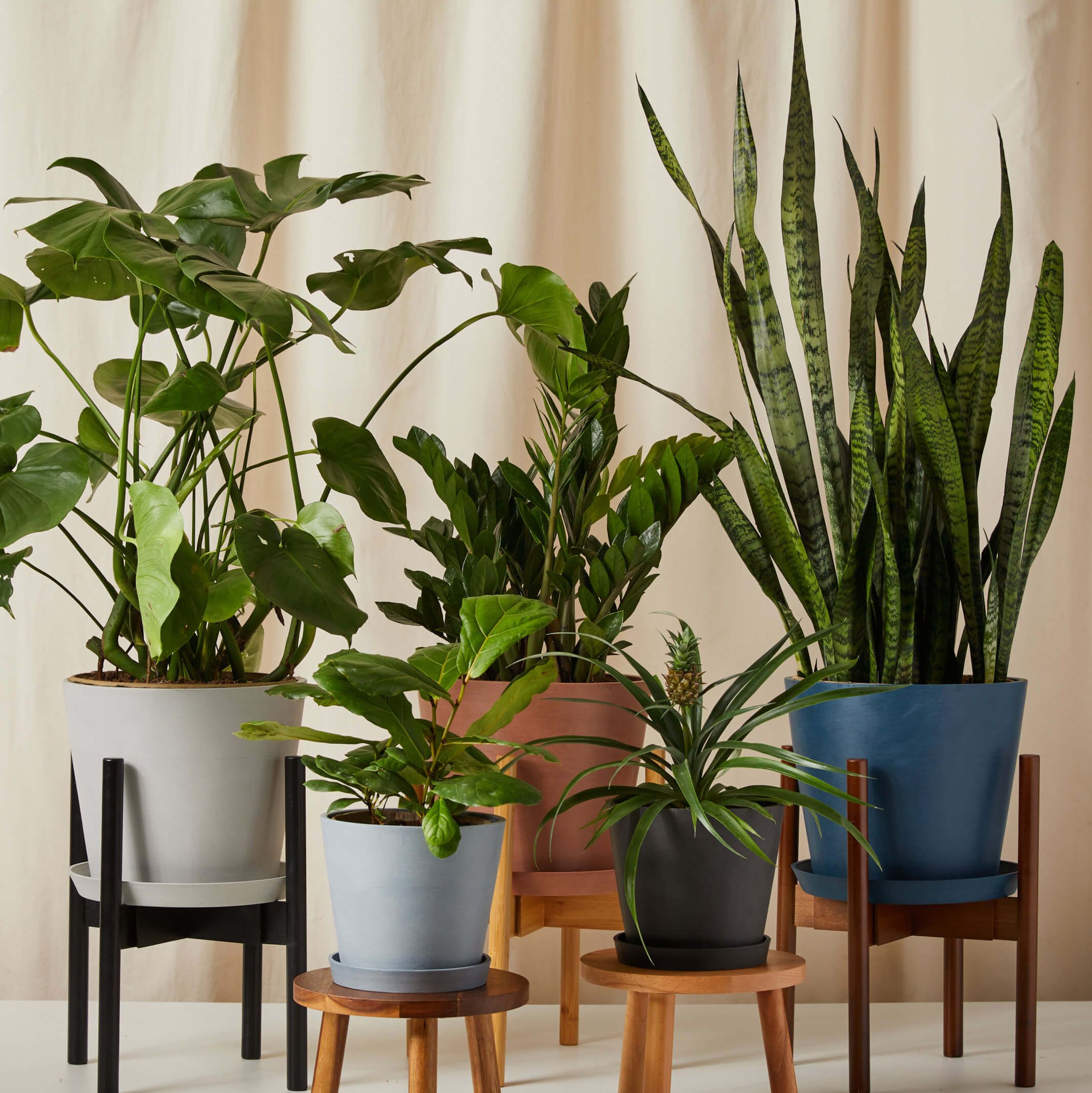 The Best Low Light Indoor Plants That Actually Thrive in the Dark