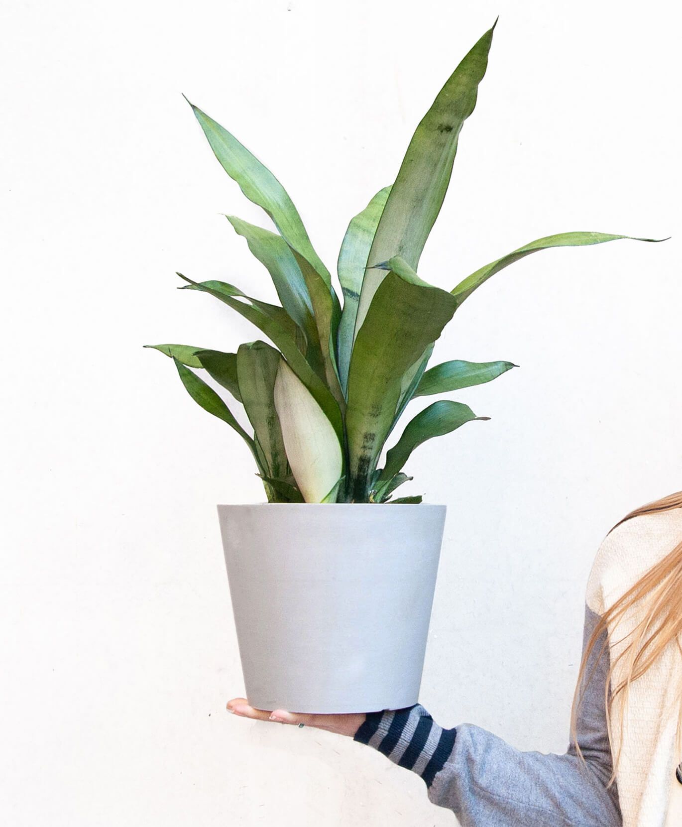 30 Houseplants That Can Survive Low Light Best Indoor Low