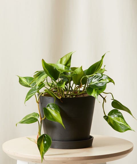 36 Houseplants That Can Survive Low Light - Best Indoor Low Light Plants