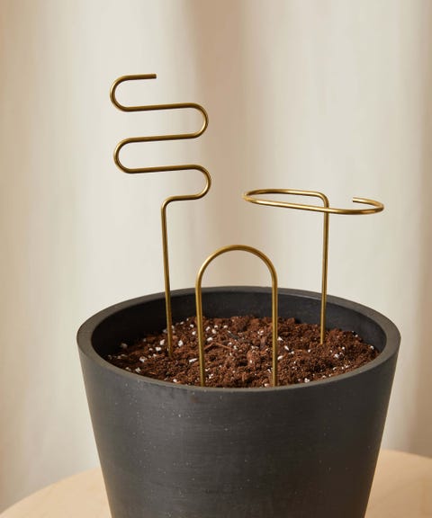 plant sticks in soil