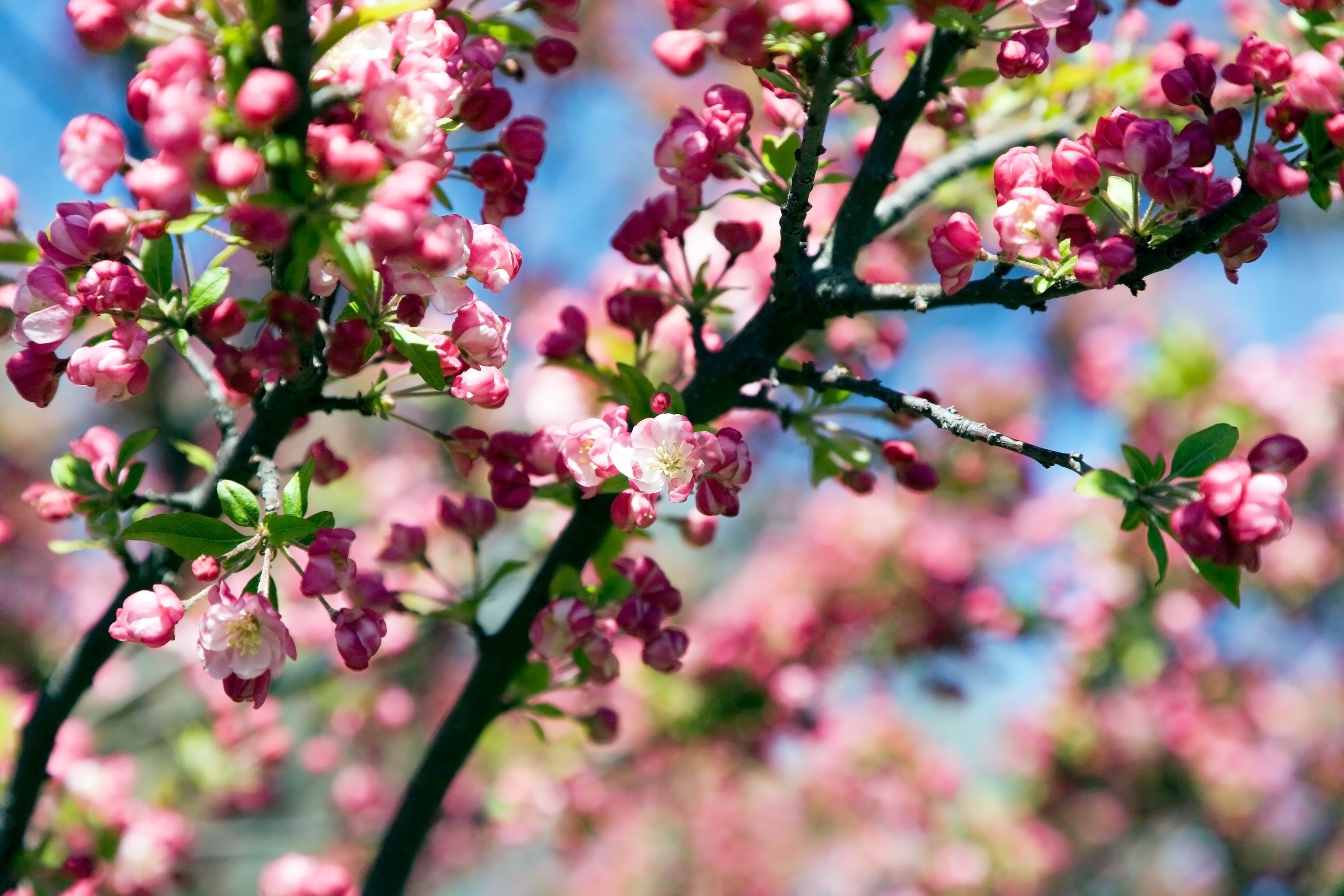 Blossom Trees For The Garden Crabapple Tree Cherry Blossom Tree