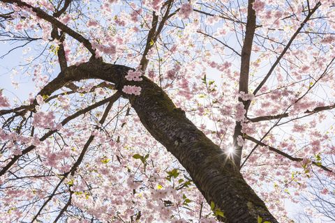 cherry blossom tree facts