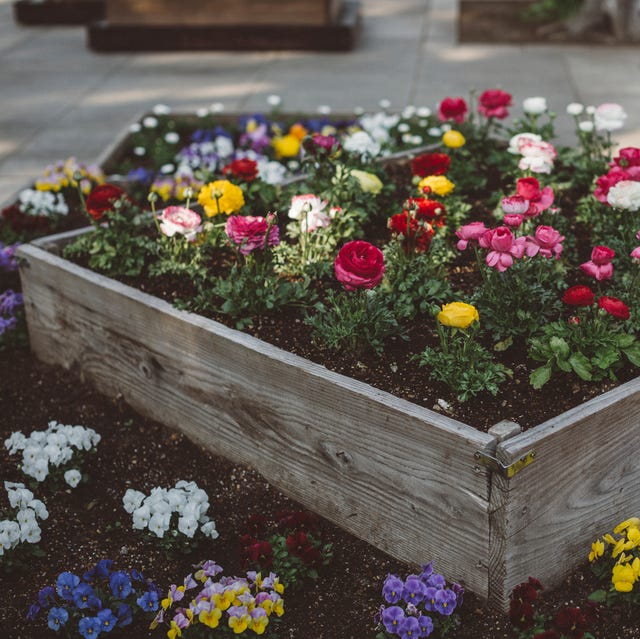 blossoming flowers