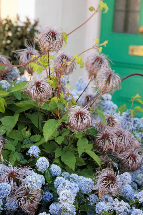 Blue Blossom (Ceanothus) and Alpine Clematis (Clematis Alpina) mixed climber seedheads in front garden Blue Blossom (Ceanothus) and Alpine Clematis (Clematis Alpina) mixed climber seedheads in front garden