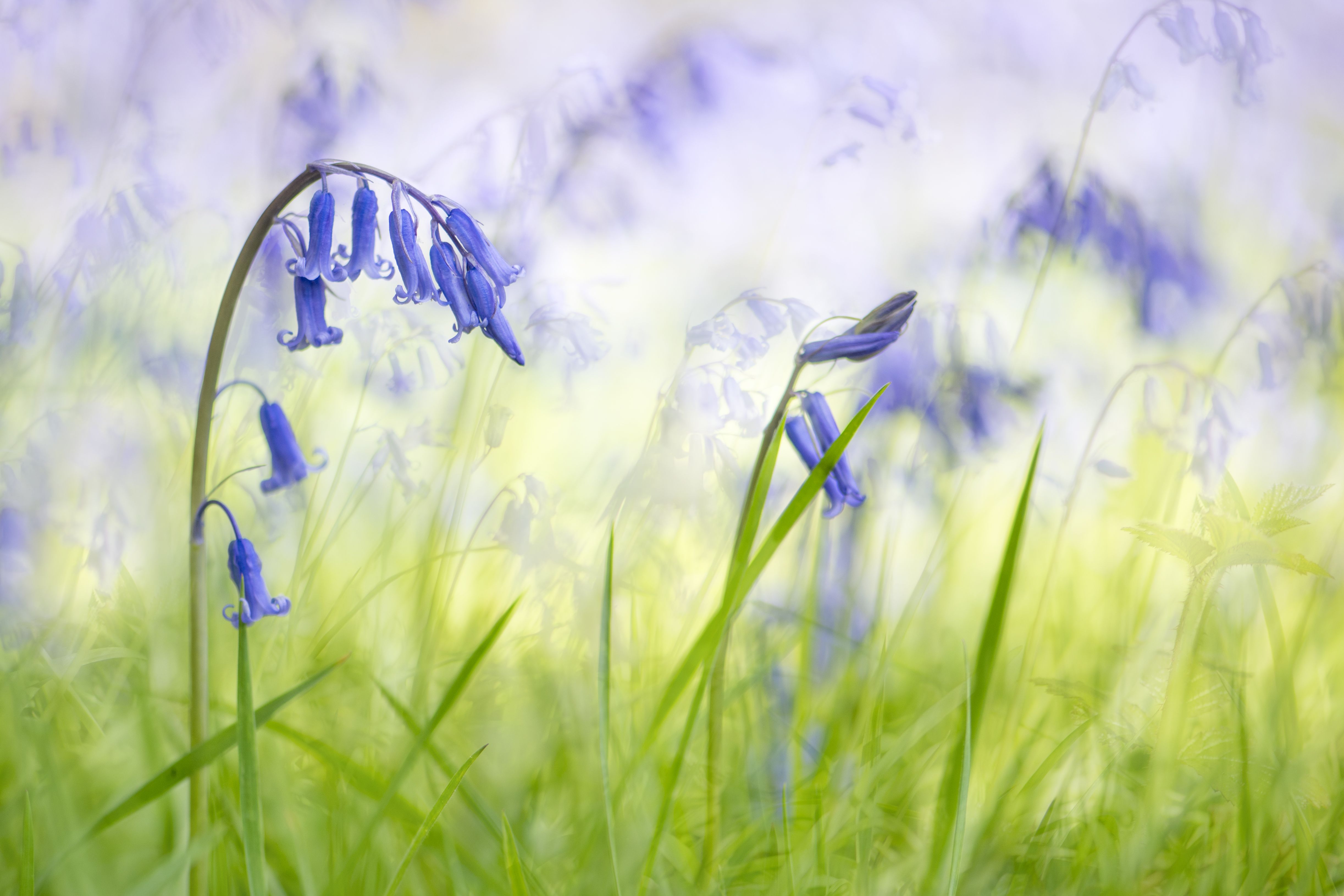 Tips For Planting And Caring For Bluebells