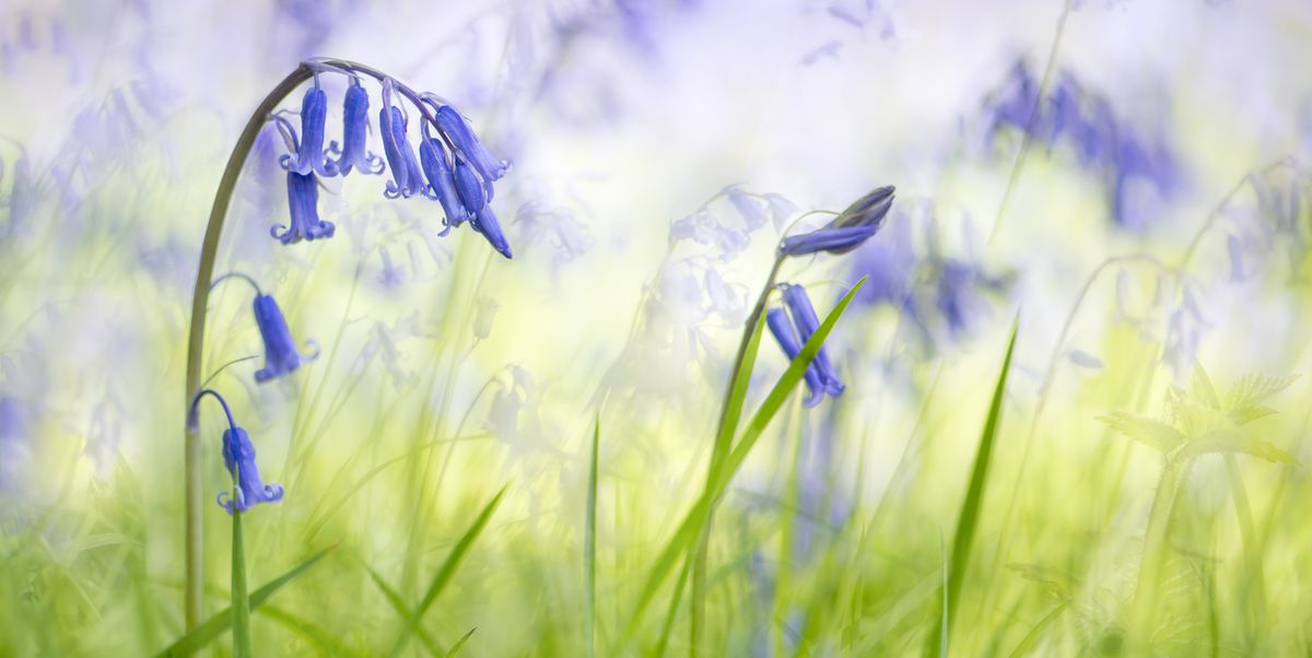 Tips For Planting And Caring For Bluebells