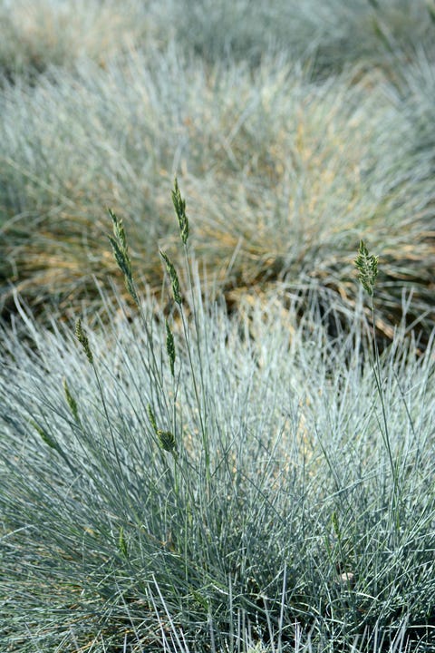 Blooming blue fescue ornamental garden in springtime with blooming blue fescue
