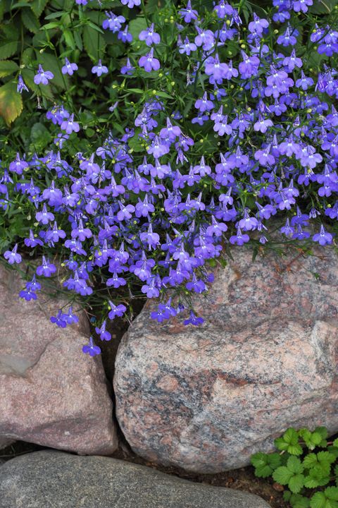 blue flowers of lobelia erinus