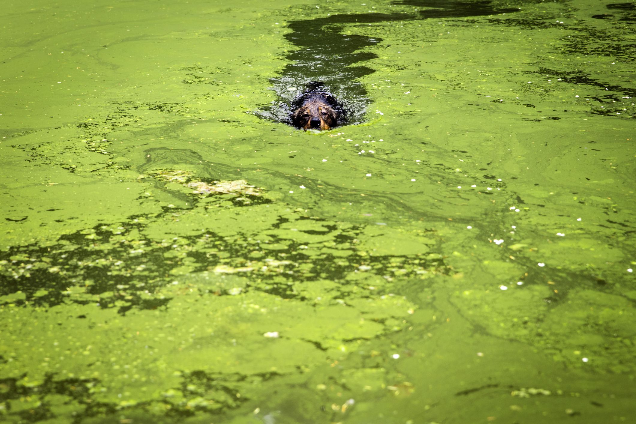 blue green algae dogs        
        <figure class=