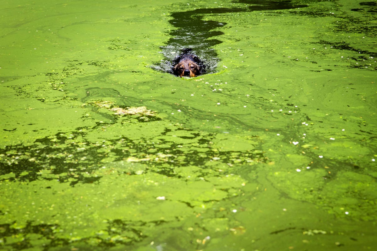 blue-green-algae-in-lakes-is-killing-dogs-here-s-what-to-know