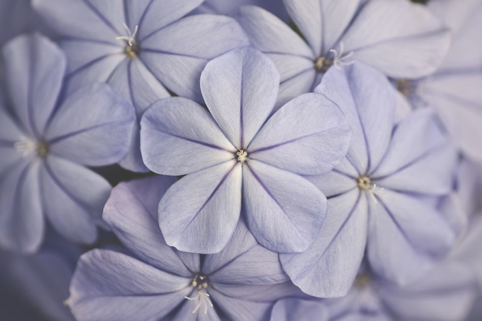 6 квітів, які можуть покращити ваше психічне здоровя