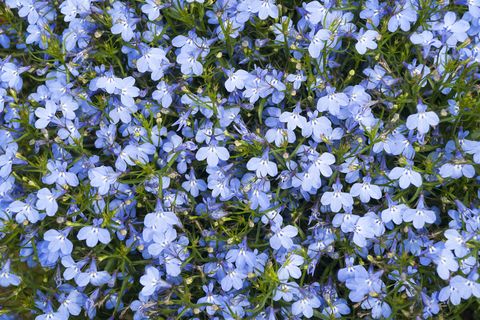 20 Best Annuals for Shade - Plants & Flowers for Low-Light ...