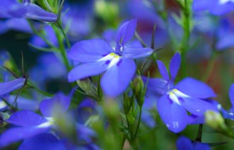 Blue Lobelia.