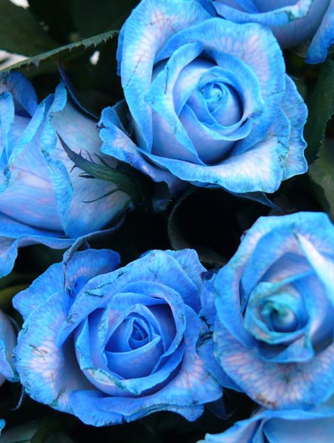 close up of blue rose