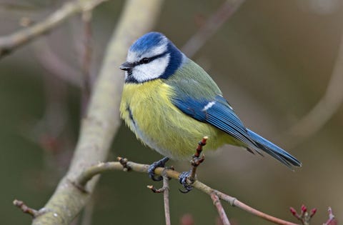 Blue Tit - Cyanistes caeruleus