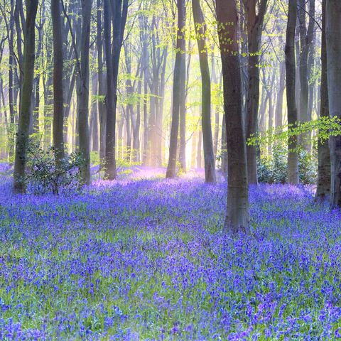 Tips For Planting And Caring For Bluebells