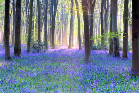 como plantar e cuidar de bluebells