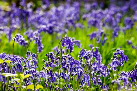 Tips for planting and caring for bluebells