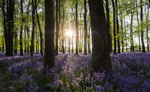 Bluebells At Sunset In An English Beechwood